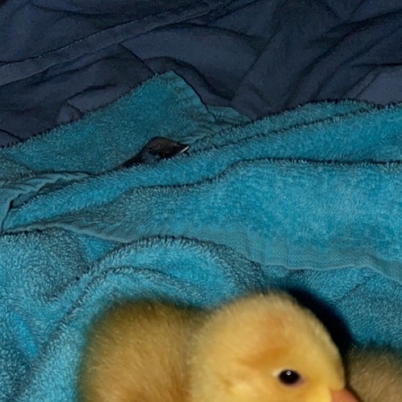 Meet your Posher, Baylor - Picture 1 of 1